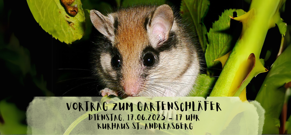 Gartenschläfer Gartenschläfer