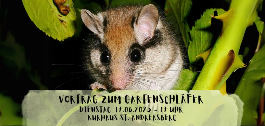 Gartenschläfer