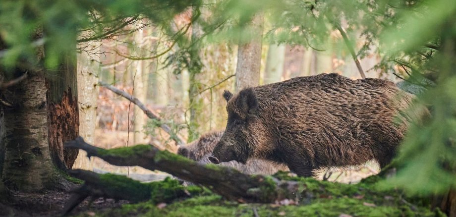 Symbolbild: Foto von einem Wildschwein im Wald mit Nadelbäumen. Das Wildschwein kommt vom rechten Bildrand ins Bild und ist zu ca. 4/5 zu sehen. Dahinter ist ein zweites Wildschwein erkennbar.