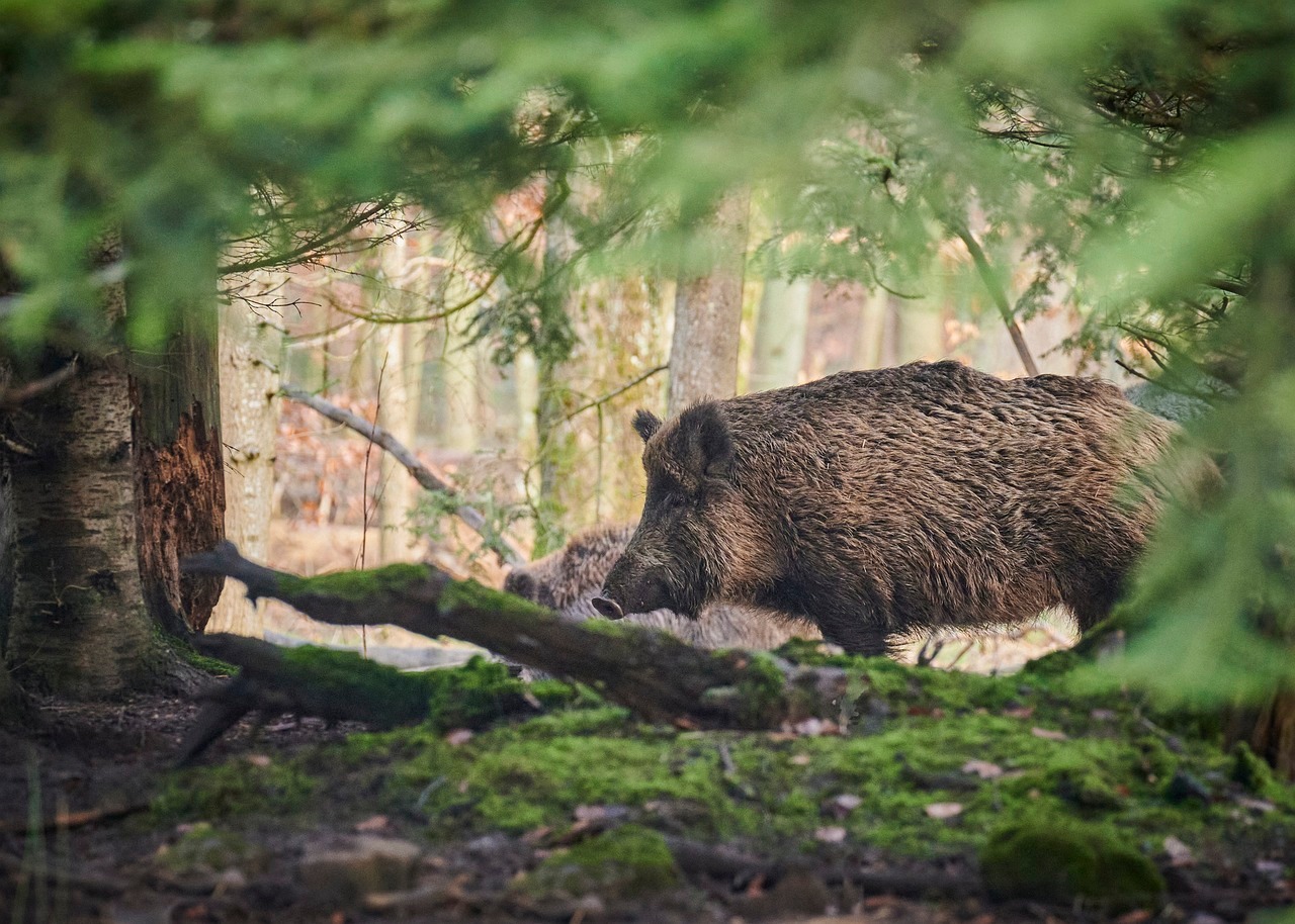 Symbolbild: Foto von einem Wildschwein im Wald mit Nadelbäumen. Das Wildschwein kommt vom rechten Bildrand ins Bild und ist zu ca. 4/5 zu sehen. Dahinter ist ein zweites Wildschwein erkennbar.