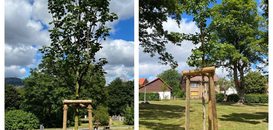 Fotocollage aus zwei Bildern von zwei jungen Bäumen in Schutzhalterung aus Holz auf einer Wiese vor blauem Himmel
