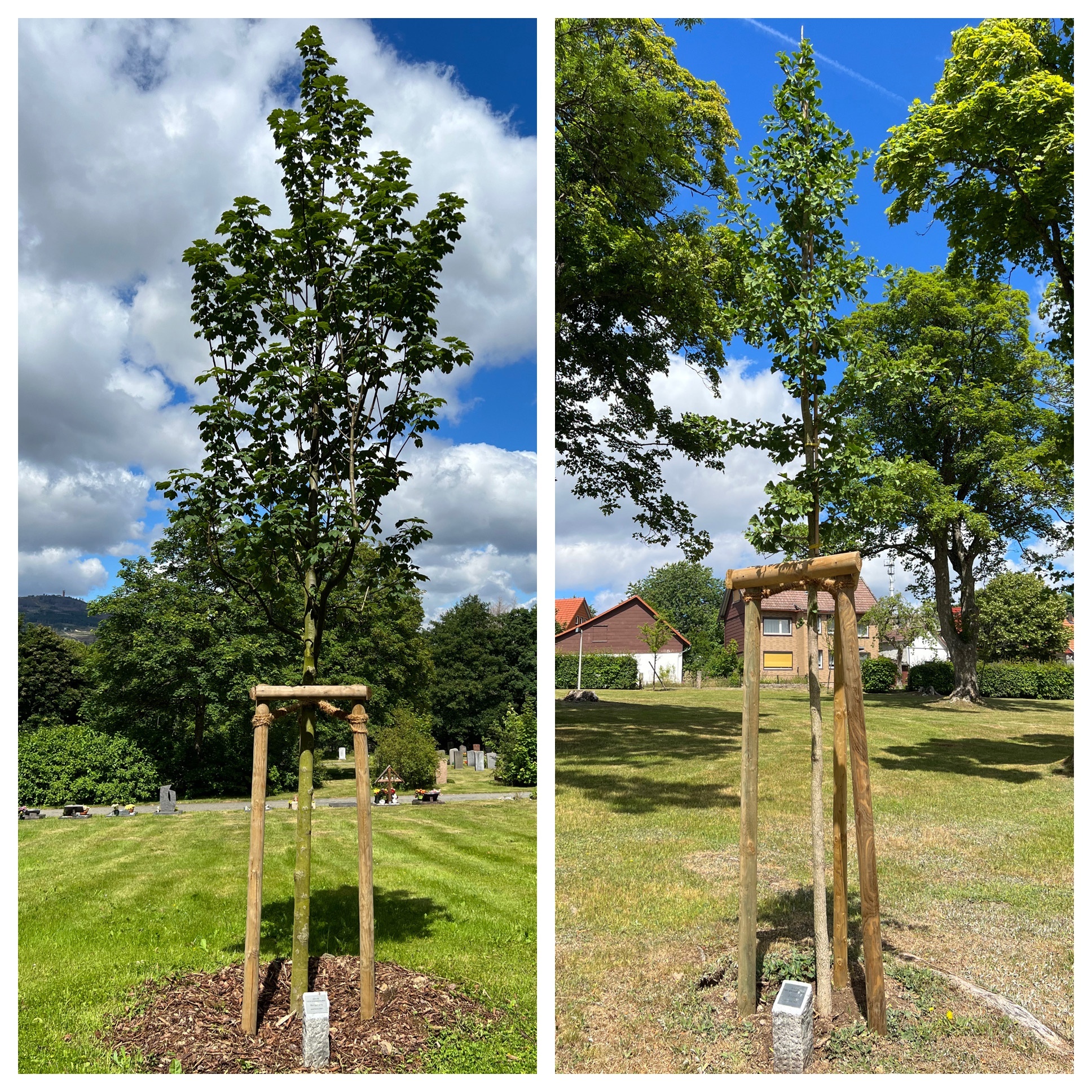 Fotocollage aus zwei Bildern von zwei jungen Bäumen in Schutzhalterung aus Holz auf einer Wiese vor blauem Himmel