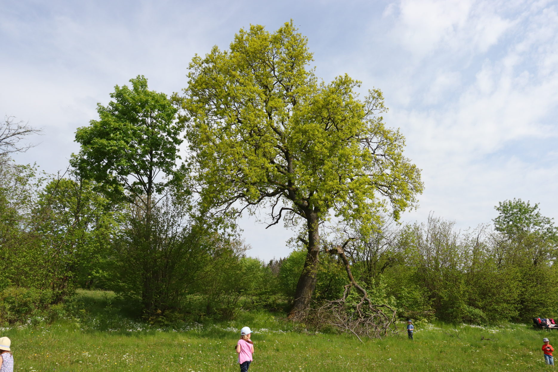 Foto: Bäume mit frischem Grün auf einer Wiese, davor ein paar kleinere Kinder
