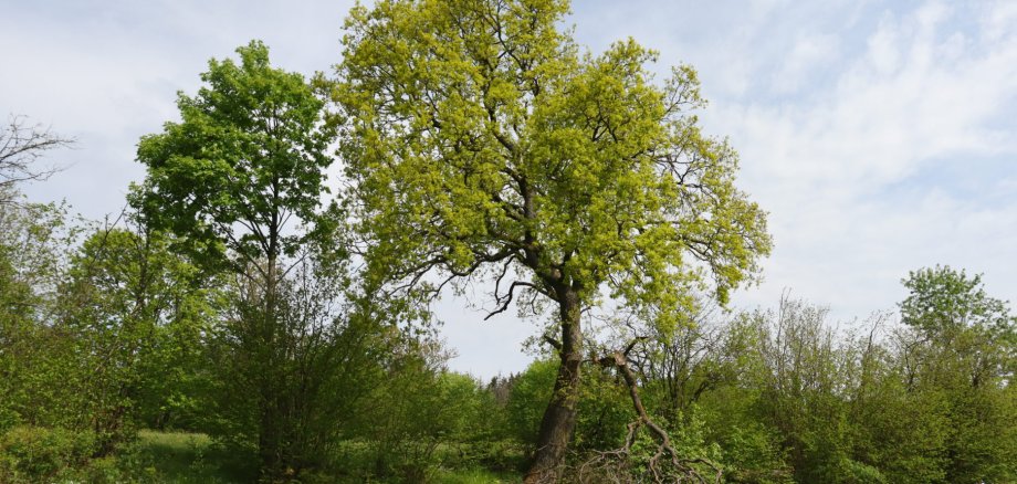 Foto: Bäume mit frischem Grün auf einer Wiese, davor ein paar kleinere Kinder